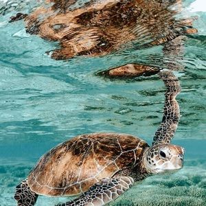 Meet your Posher, ♡ 🌊𝓢𝓮𝓪